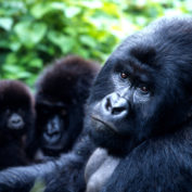 Gorilla gorilla beringei
Mountain gorilla
Family at play
Virunga National Park, Democratic Republic of Congo