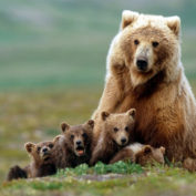 bear-cubs